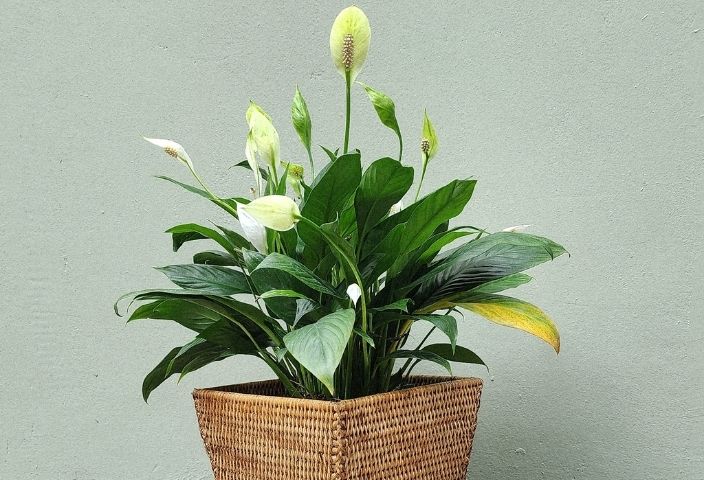 Rattan Square Planter with Plastic Insert