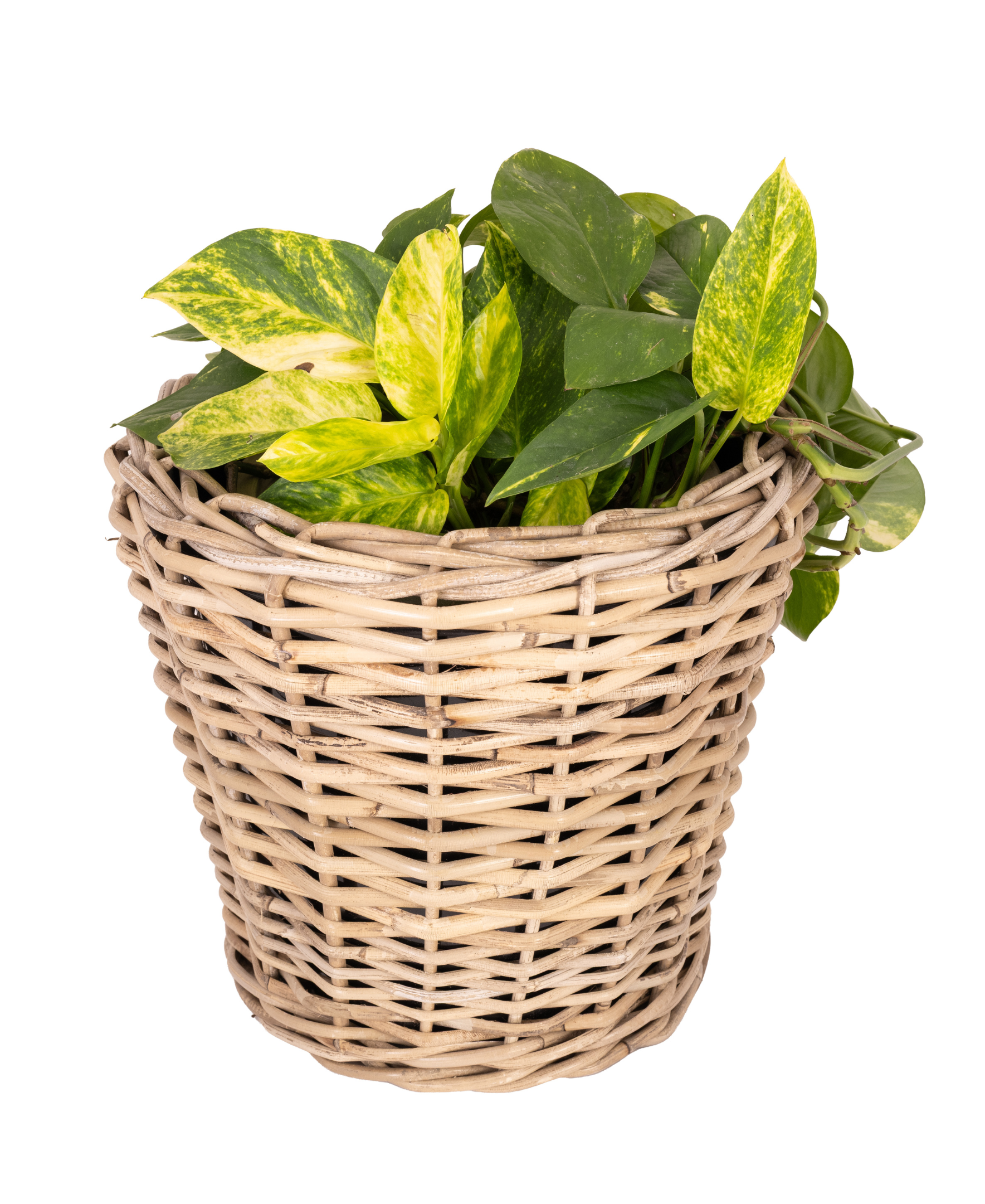 plastic planter inserts round Round Planter with Plastic Insert