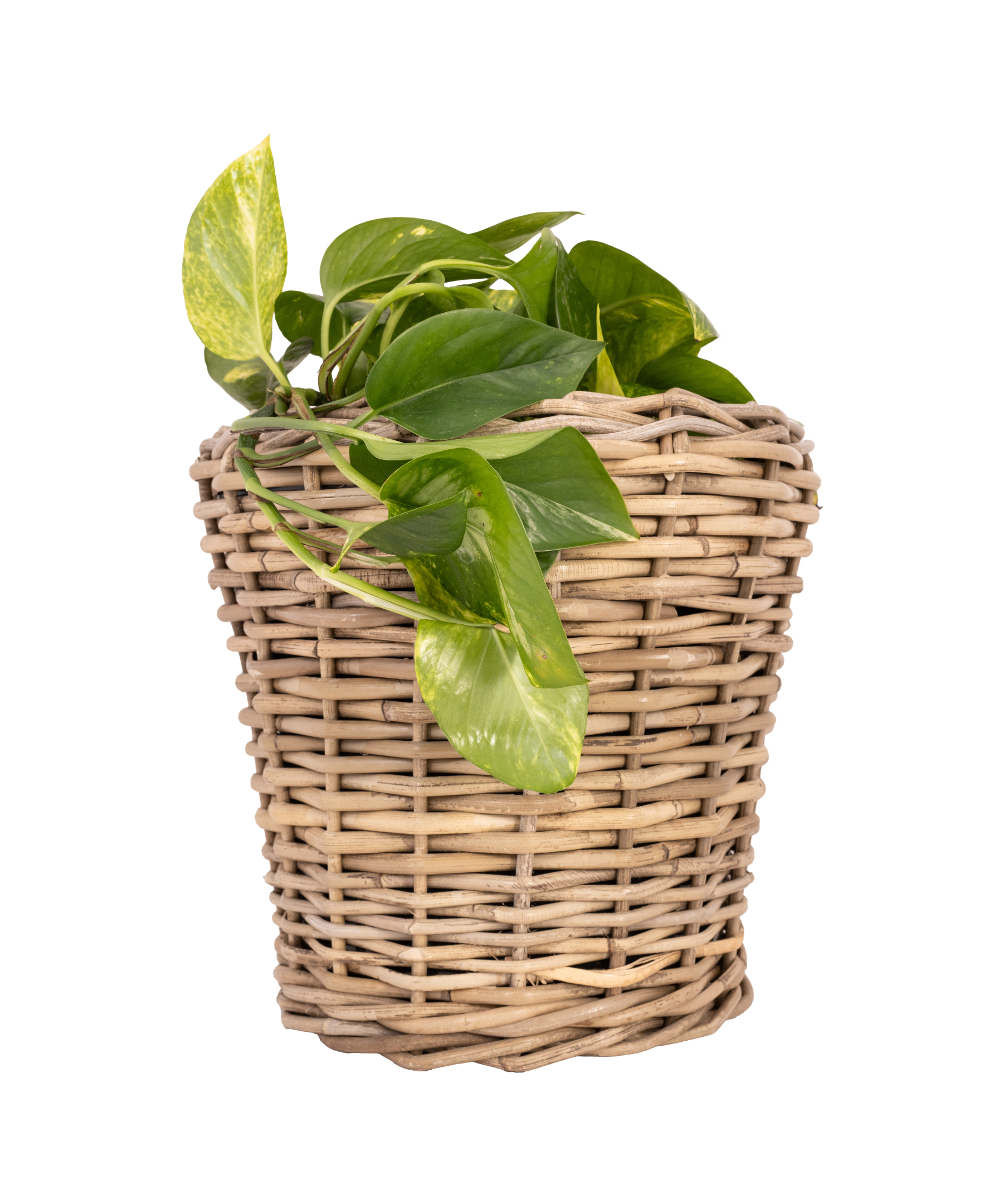 Round Planter with Plastic Insert