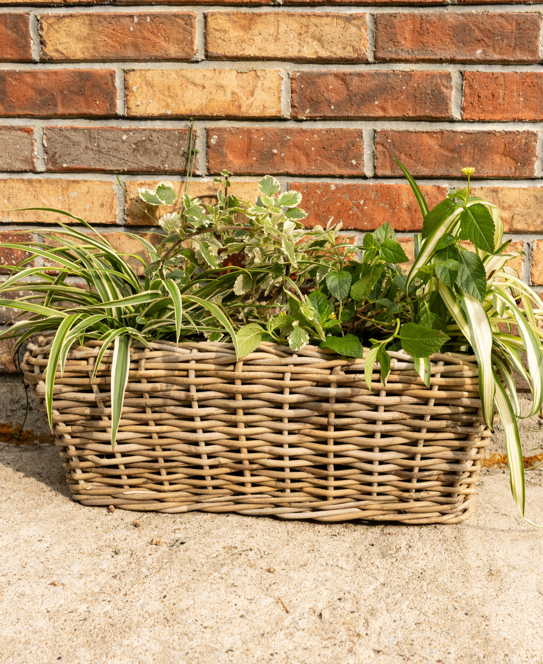 Rectangular Planter with Plastic Insert