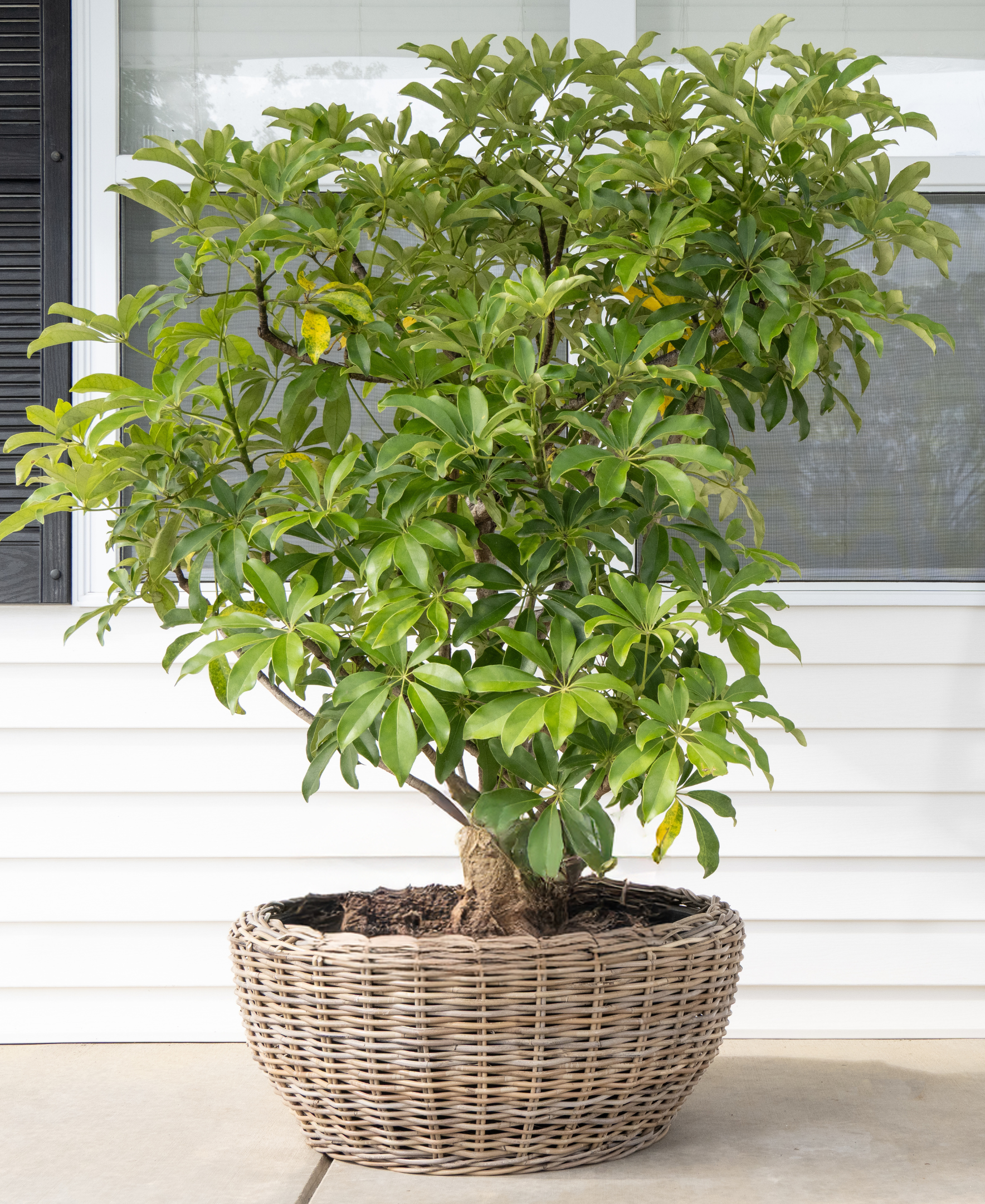 Round Belly Rattan Planter with Plastic Liner