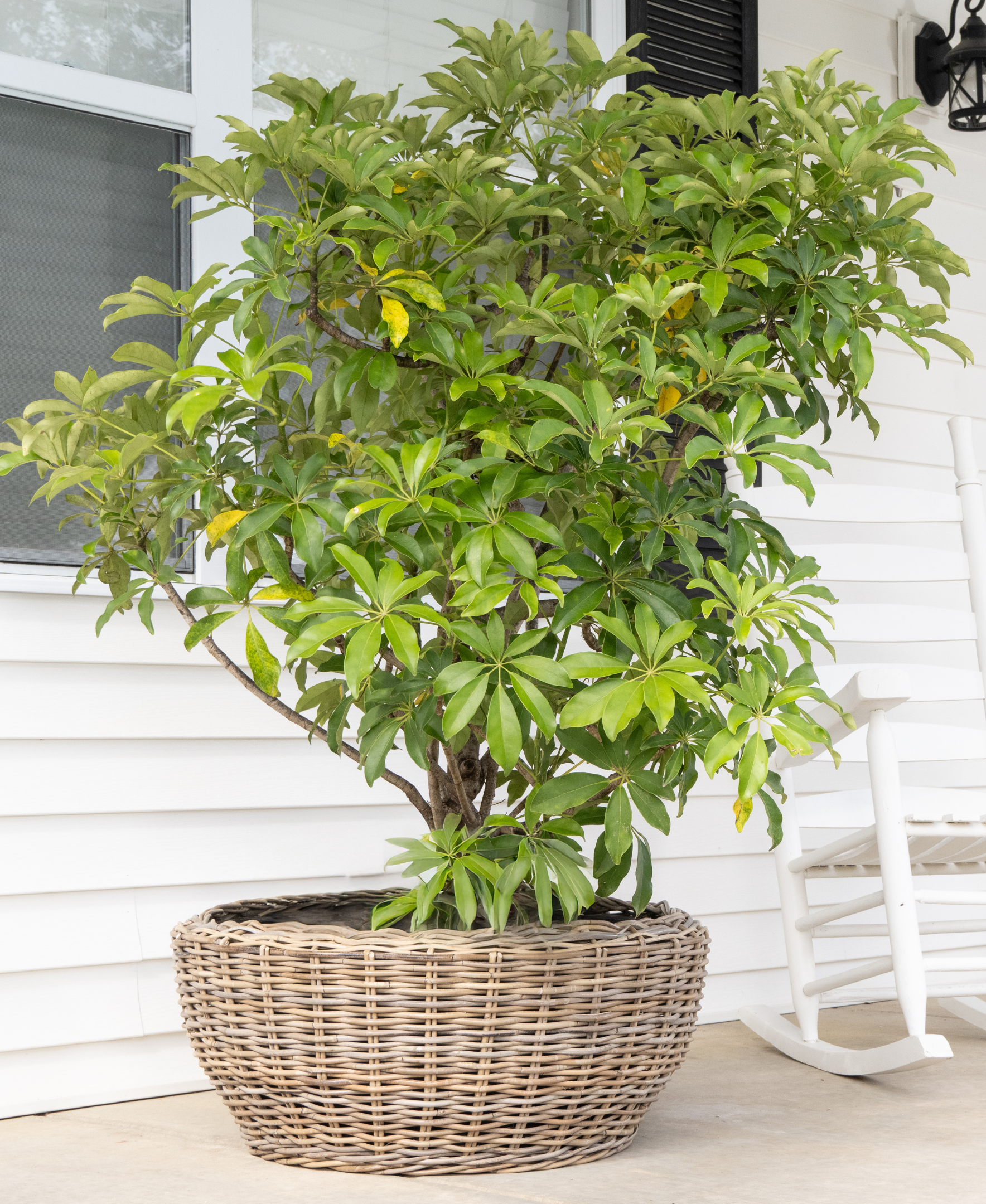 Round Belly Rattan Planter with Plastic Liner