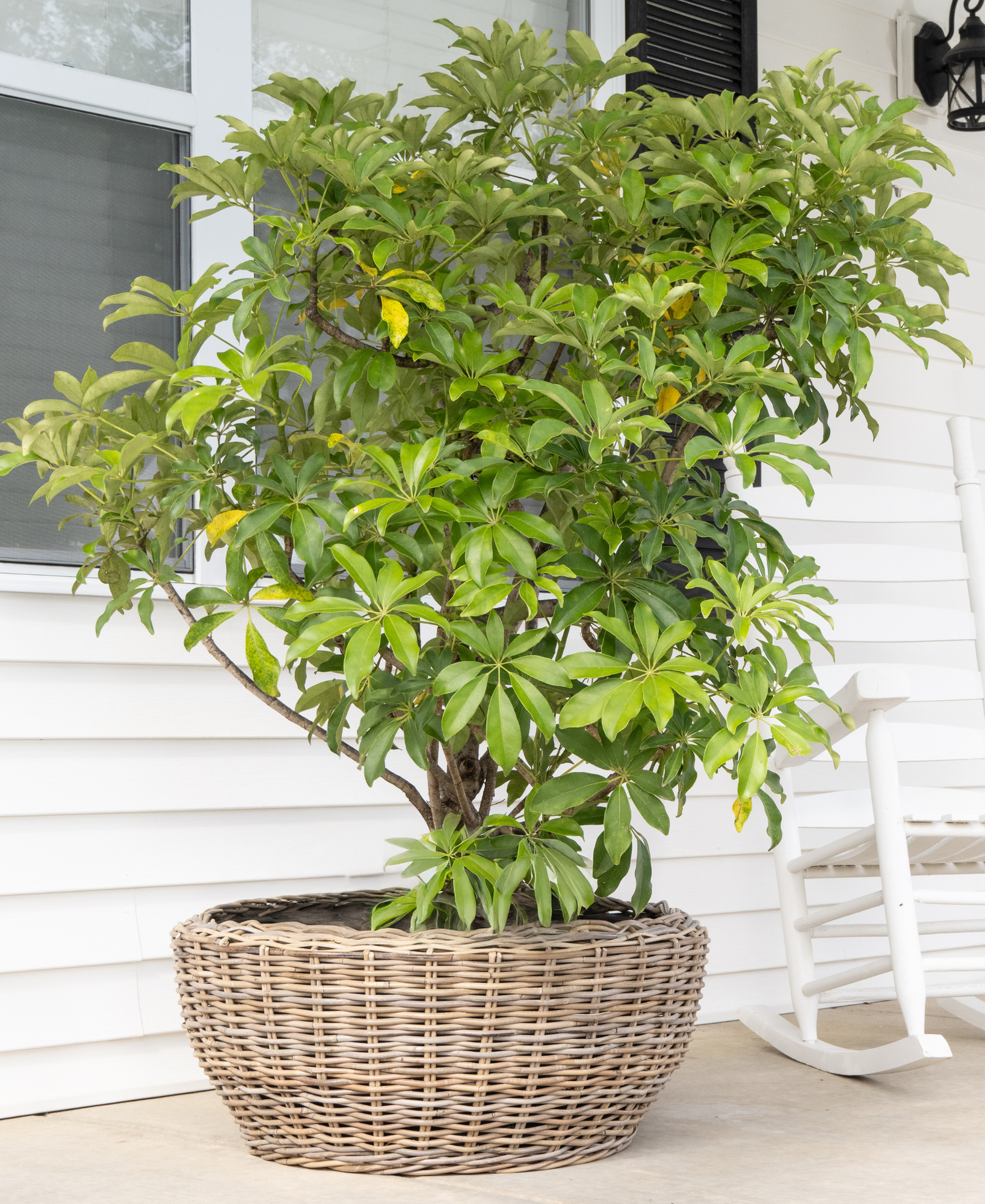 plastic lined plant basket Round Belly Rattan Planter with Plastic Liner