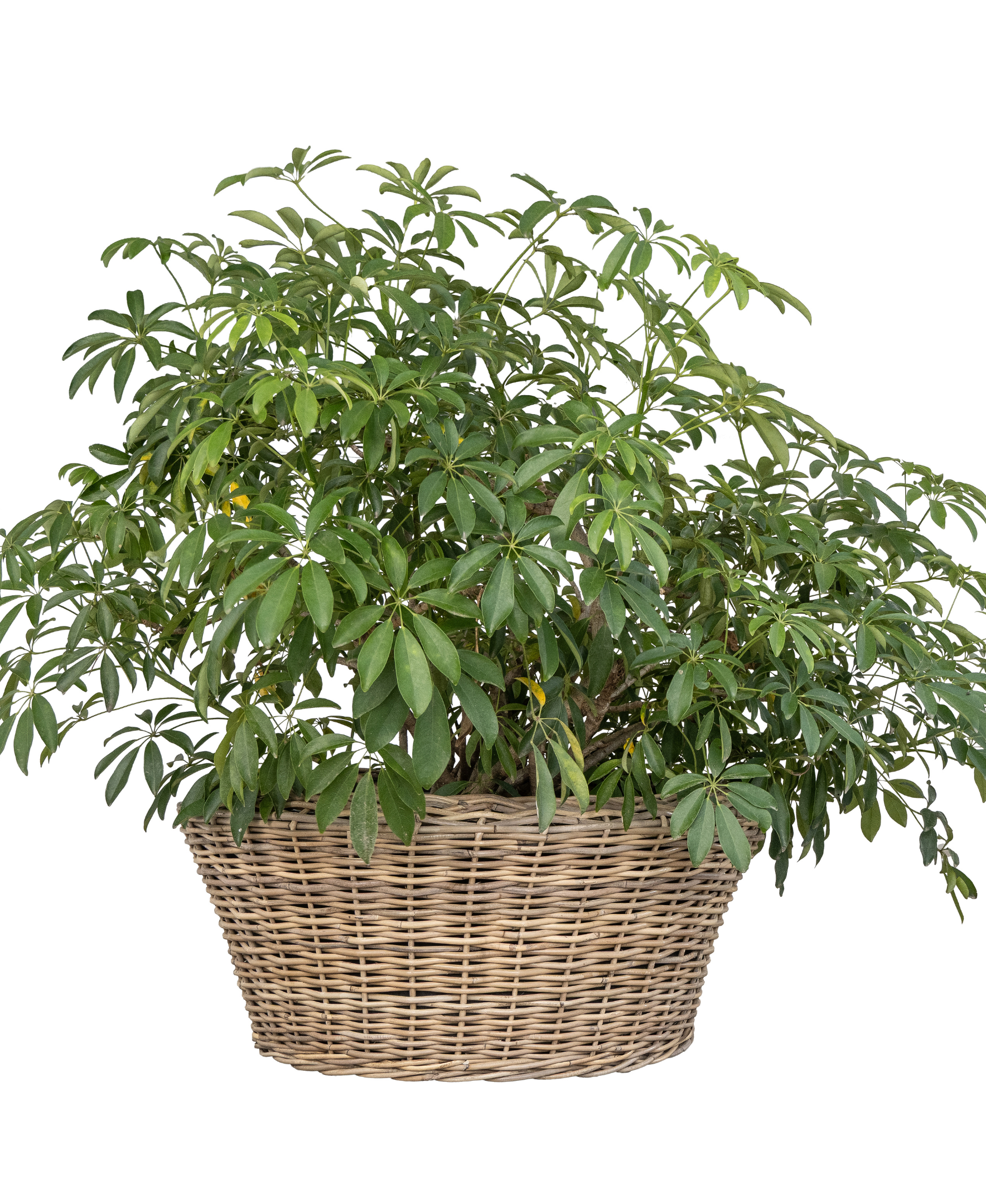 Round Cone Planter with Plastic Insert