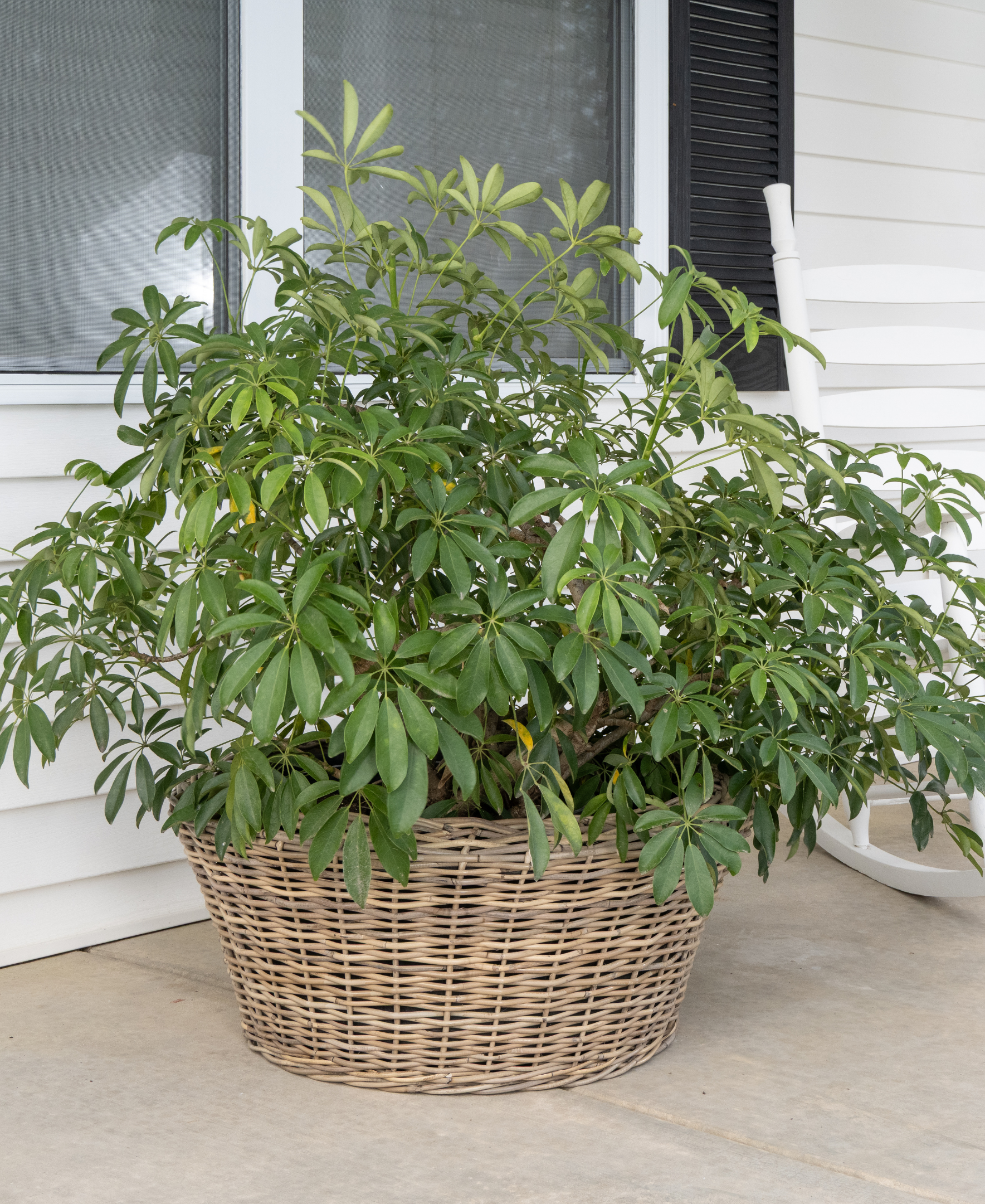 Round Cone Planter with Plastic Insert