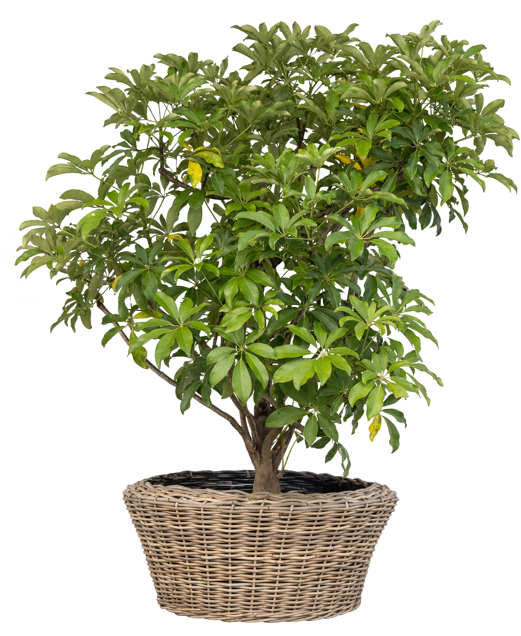 Round Cone Planter with Plastic Insert