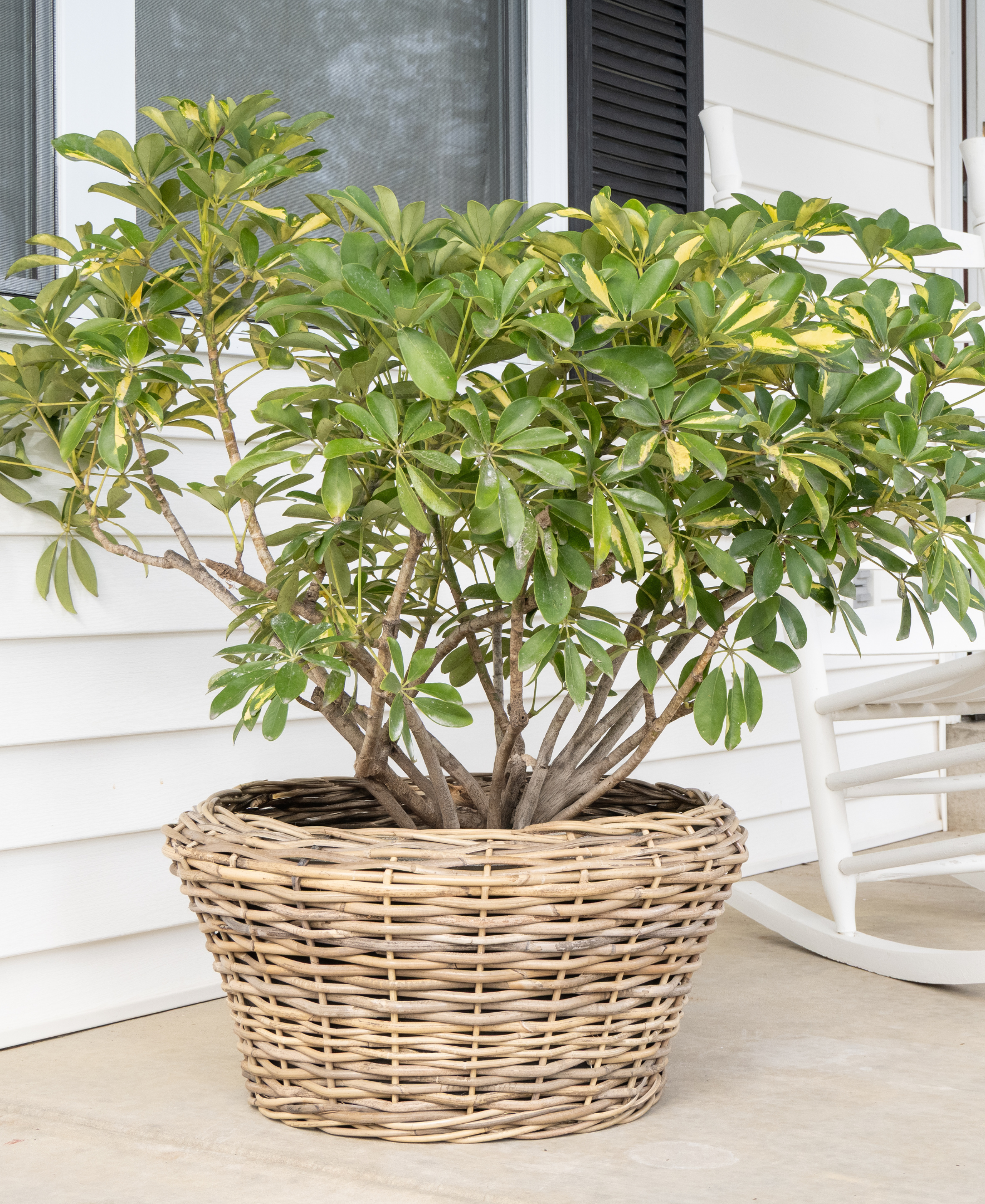 Round Cone Planter with Plastic Insert