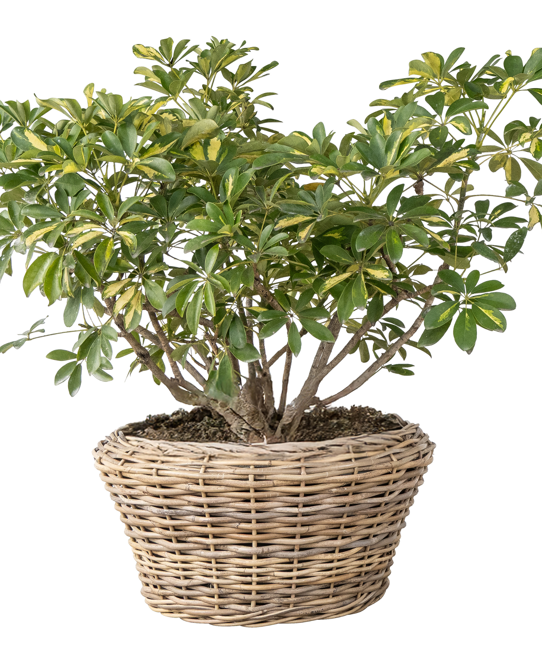 Round Cone Planter with Plastic Insert