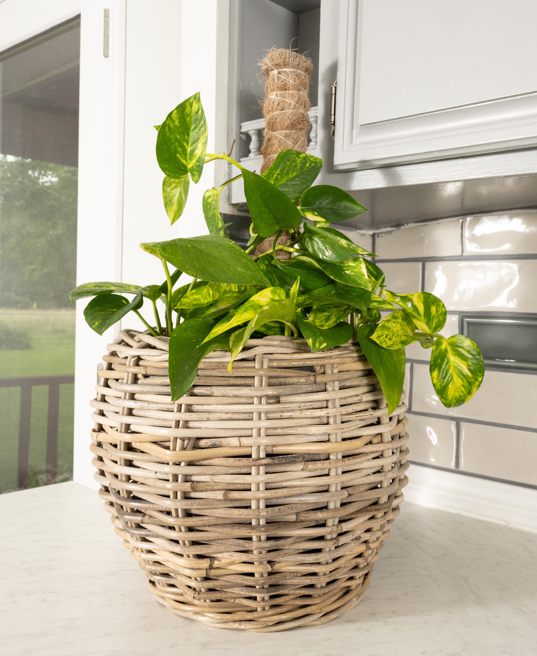 round indoor plant pots Round Belly Planter with Plastic Insert