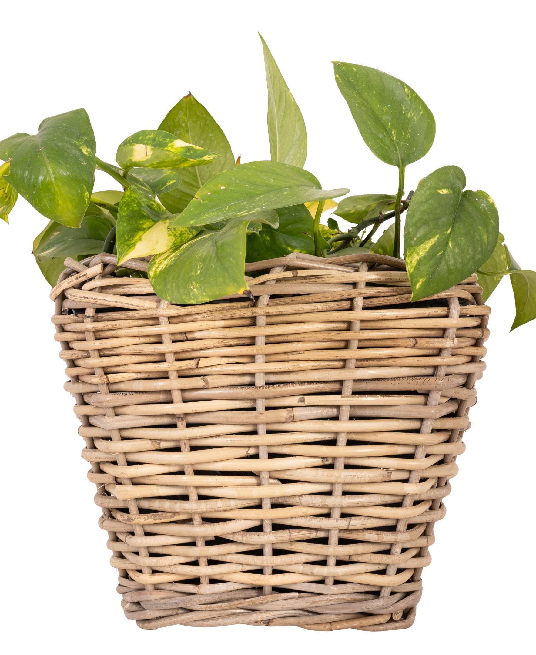 Square Tapered Planter with Plastic Insert