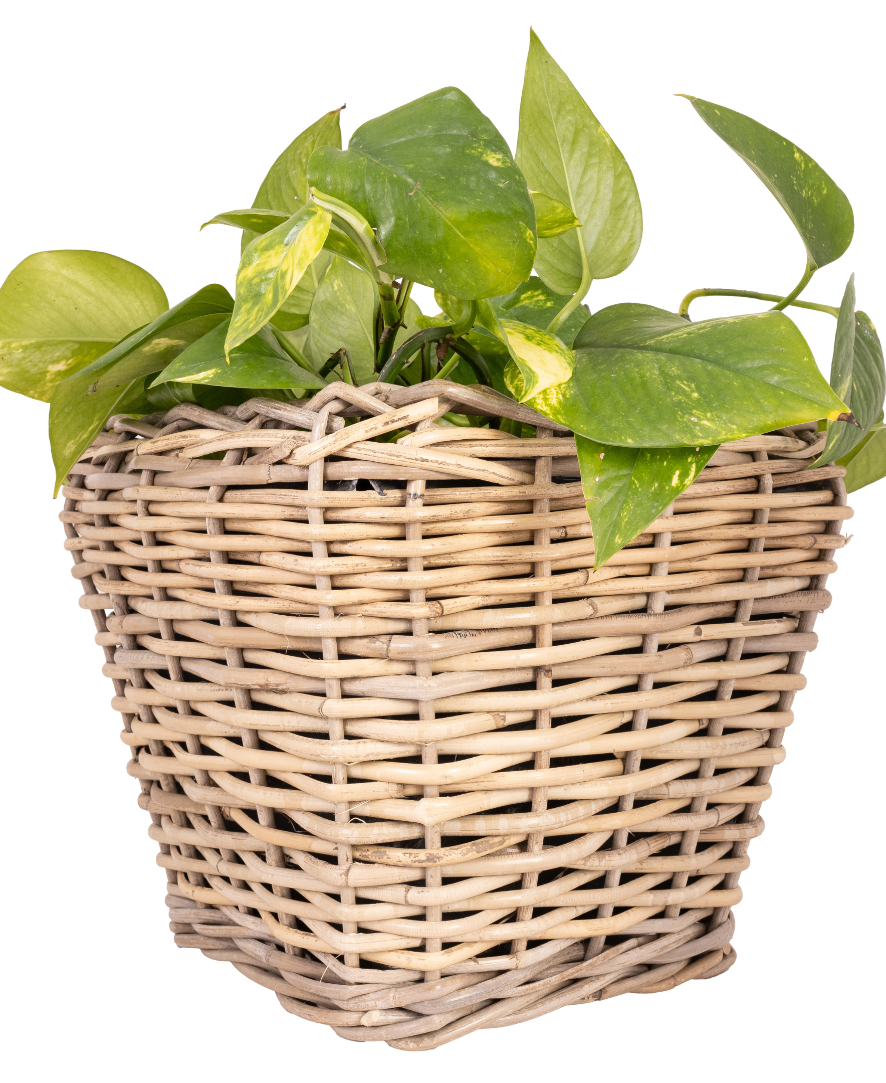 Square Tapered Planter with Plastic Insert